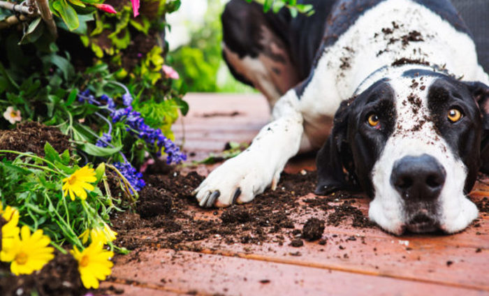 Pet Owner Liable
