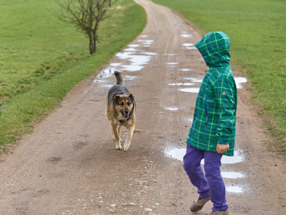 What to Do if You've Been Attacked or Bitten by a Dog